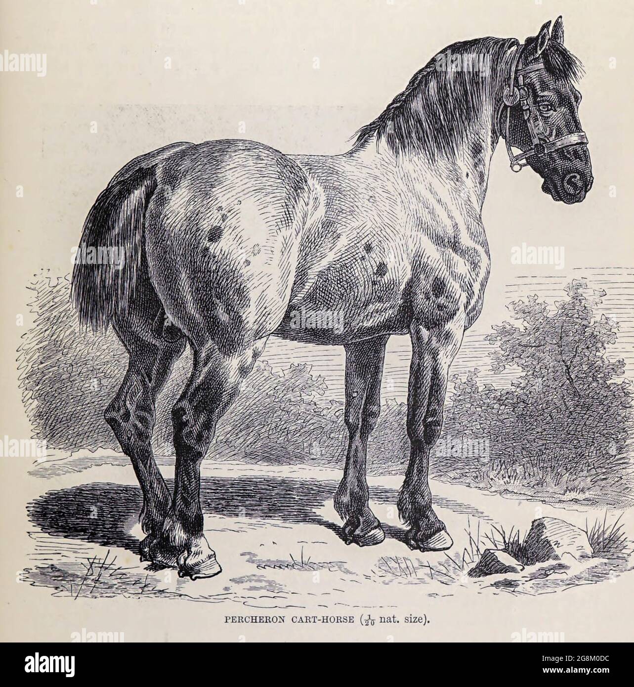 Le Percheron est une race de cheval à tirant d'eau originaire de la vallée de la rivière Huisne, dans l'ouest de la France, une partie de l'ancienne province de Perche dont la race tire son nom. Habituellement de couleur grise ou noire, les Percherons sont bien musclés, et connus pour leur intelligence et leur volonté de travailler. Extrait du livre « Royal Natural History » Volume 2 édité par Richard Lydekker, publié à Londres par Frederick Warne & Co en 1893-1894 Banque D'Images
