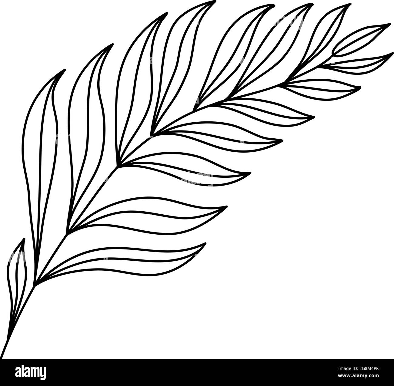 Feuille De Palmier Dessin Facile Exotique dessin Banque d'images noir et blanc - Alamy