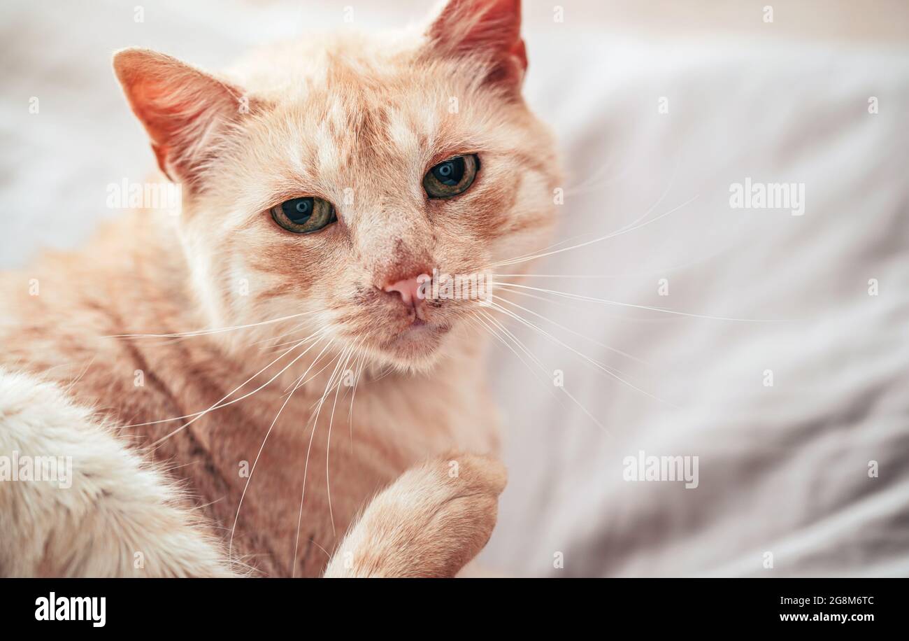 Chat Brun Clair Ou Beige Avec Les Yeux Verts Reposant Sur Le Lit Regardant Curieux Detail Gros Plan Photo Stock Alamy