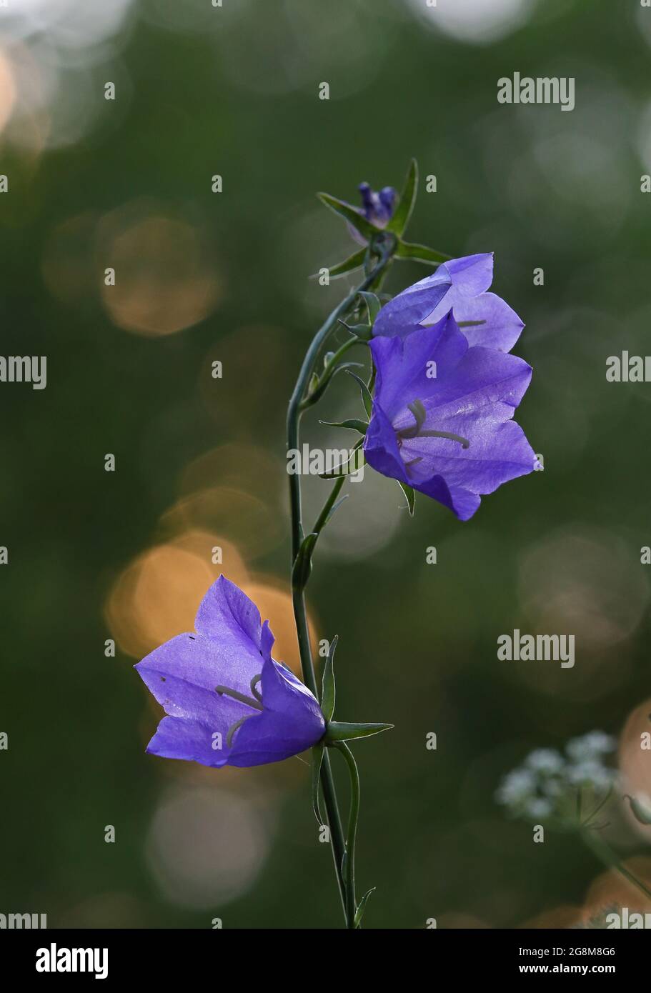 De belles fleurs en papier bleu fleurissent dans la lumière du soir Banque D'Images