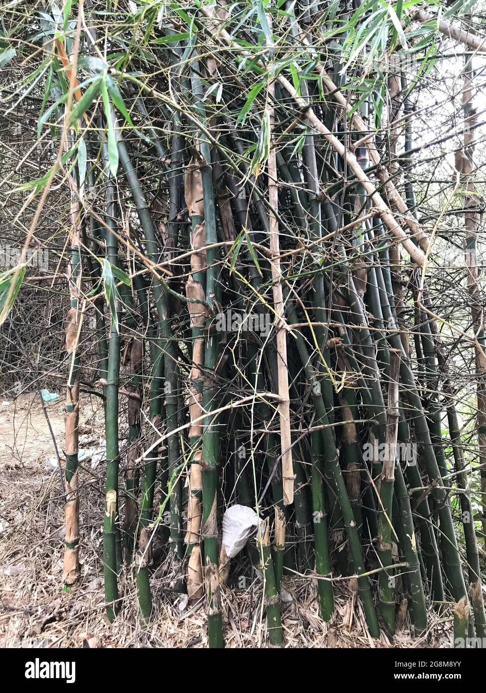 Beaucoup de bambous sont cultivés dans une forêt dense et semble si forte et vert foncé Banque D'Images