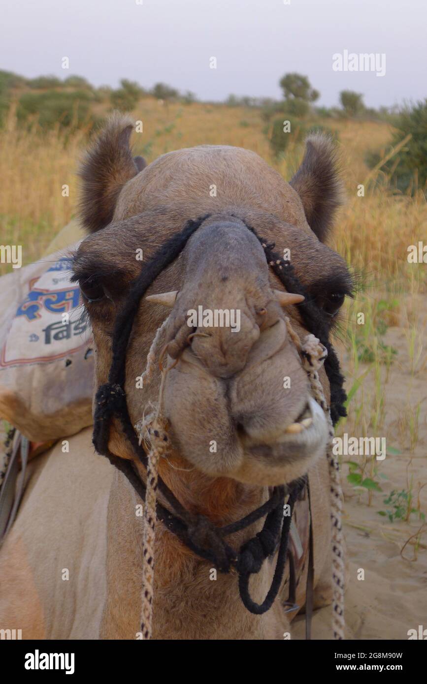 Rajasthani Camel gros plan du visage Banque D'Images