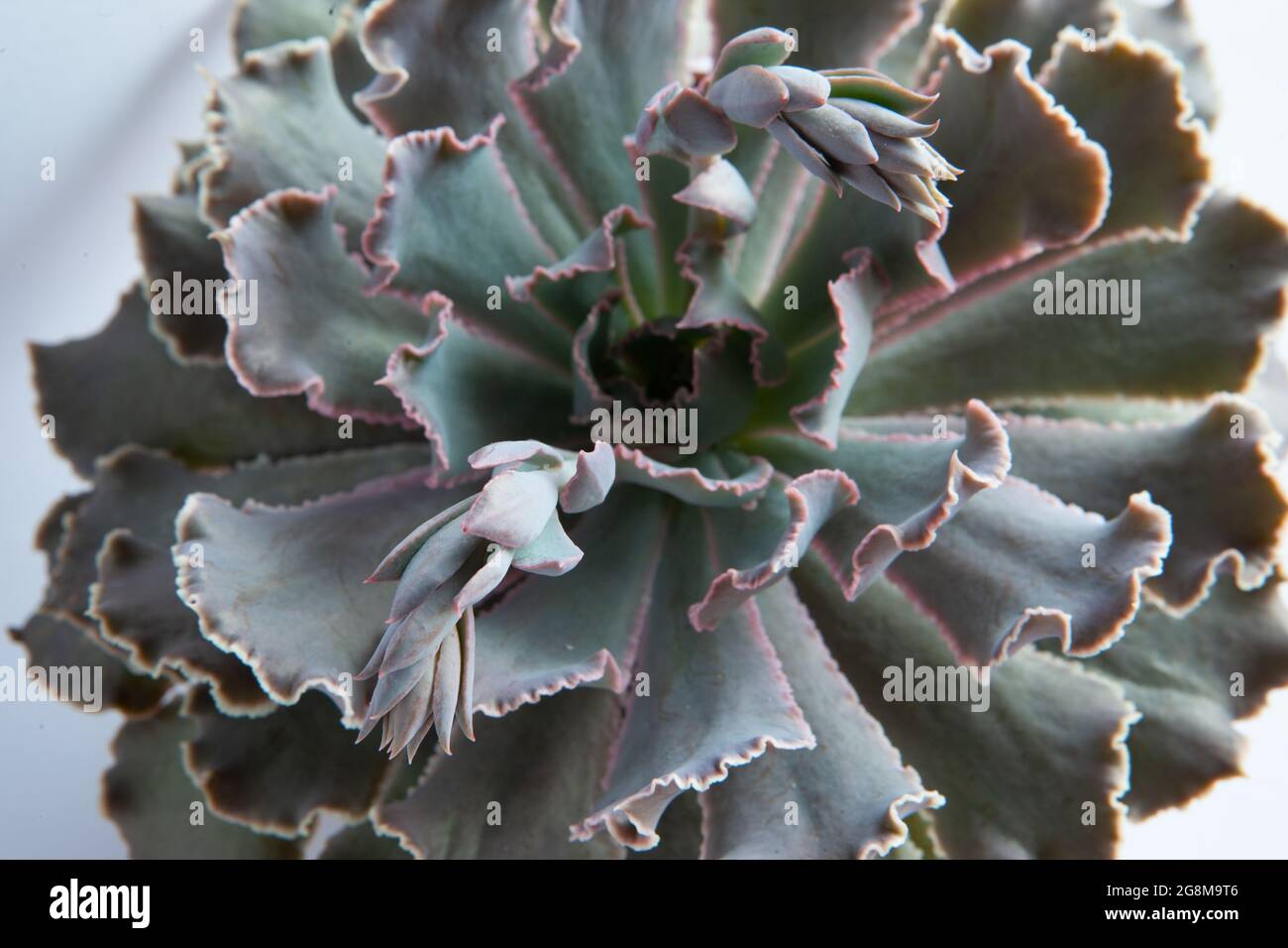 Rosace Echeveria Gibbiflora avec des feuilles amusantes, vue du dessus. Plante succulente hybride exotique, gros plan Banque D'Images