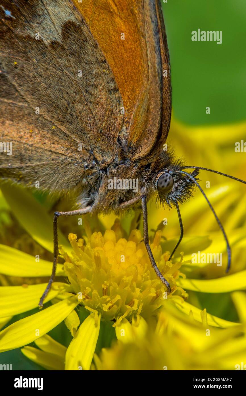 Gatekeeper / haie brun (Pyronia tithonus) papillon se nourrissant sur le nectar de l'armotte commun / ragomort tansy (Jacobaea vulgaris / Senecio jacobaea) Banque D'Images