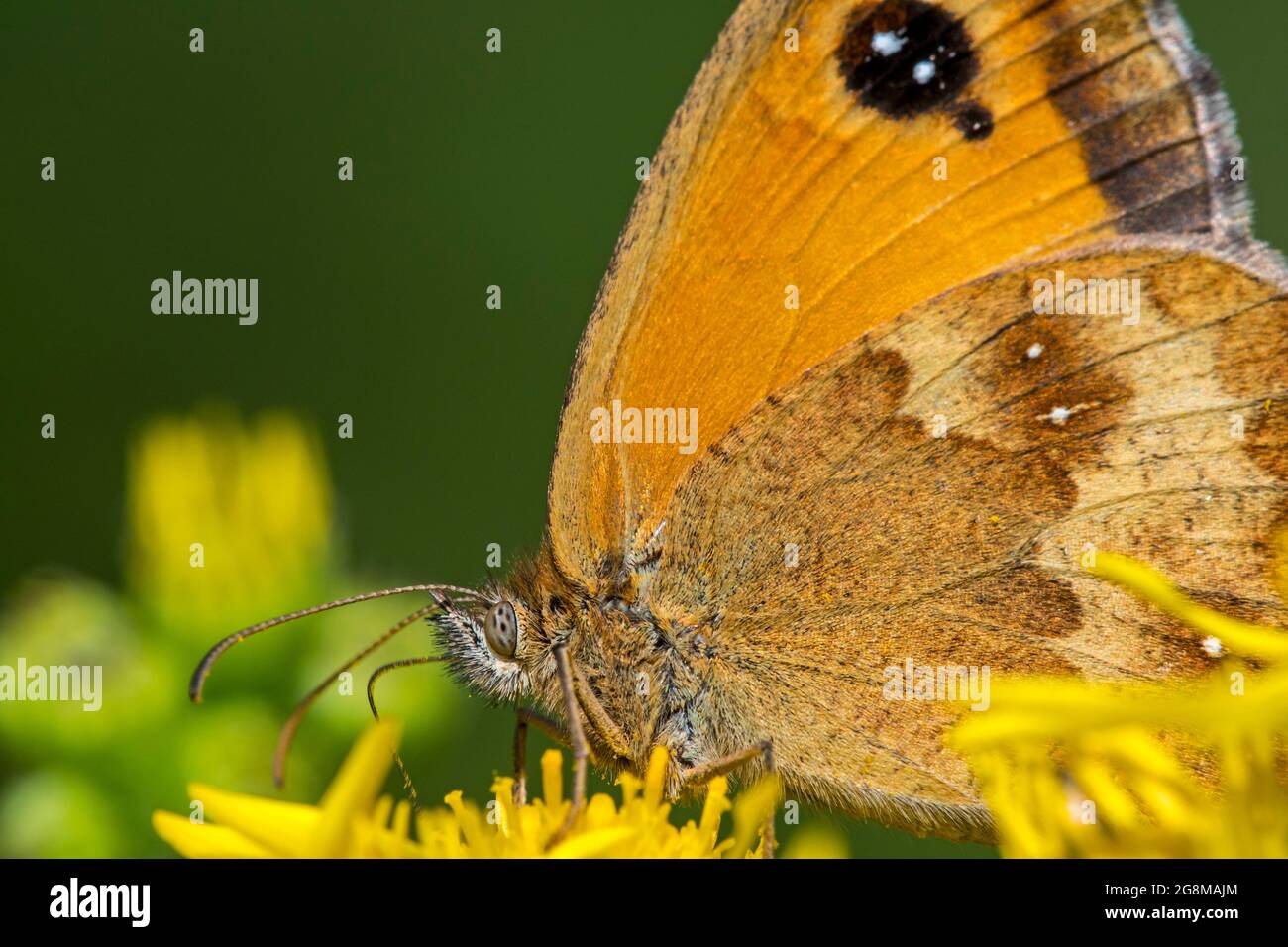 Gatekeeper / haie brun (Pyronia tithonus) papillon se nourrissant sur le nectar de l'armotte commun / ragomort tansy (Jacobaea vulgaris / Senecio jacobaea) Banque D'Images