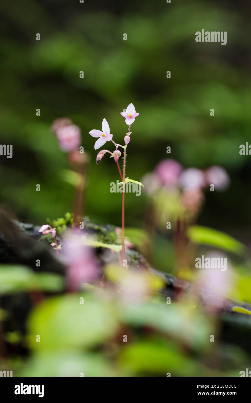 Petite fleur rose de la begonia commune cultivée sur un rocher Banque D'Images