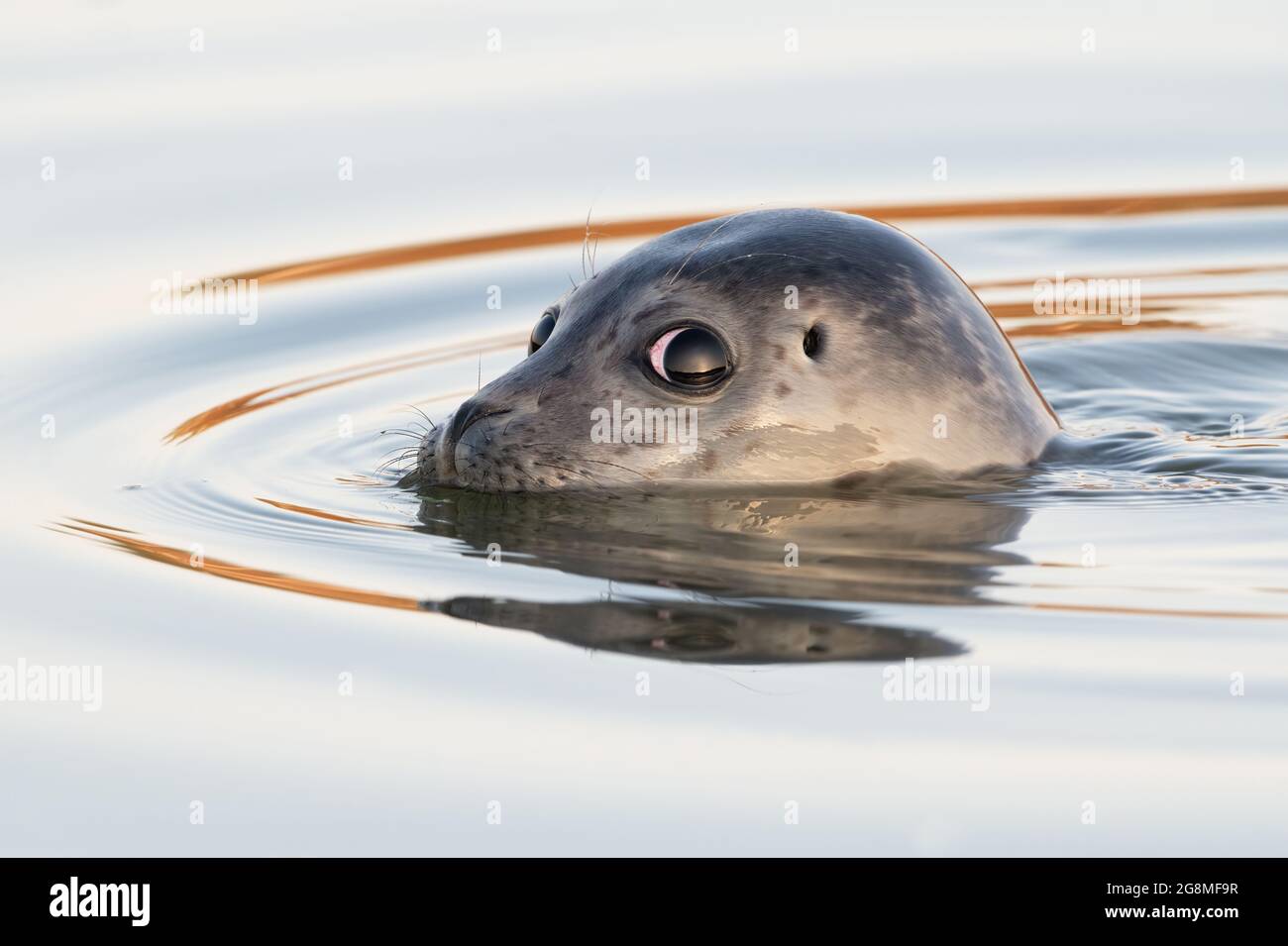 Pup de phoque commun (Phoca vitulina) nageant dans un estuaire dans l'heure d'or après le lever du soleil Banque D'Images