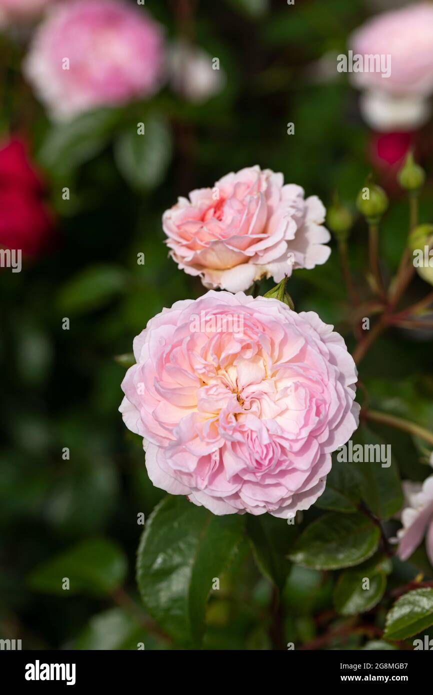 Gros plan d'une rose appelée Rosa Silas Marner fleurit dans un jardin britannique. Une belle fleur de rose David Austin. Banque D'Images