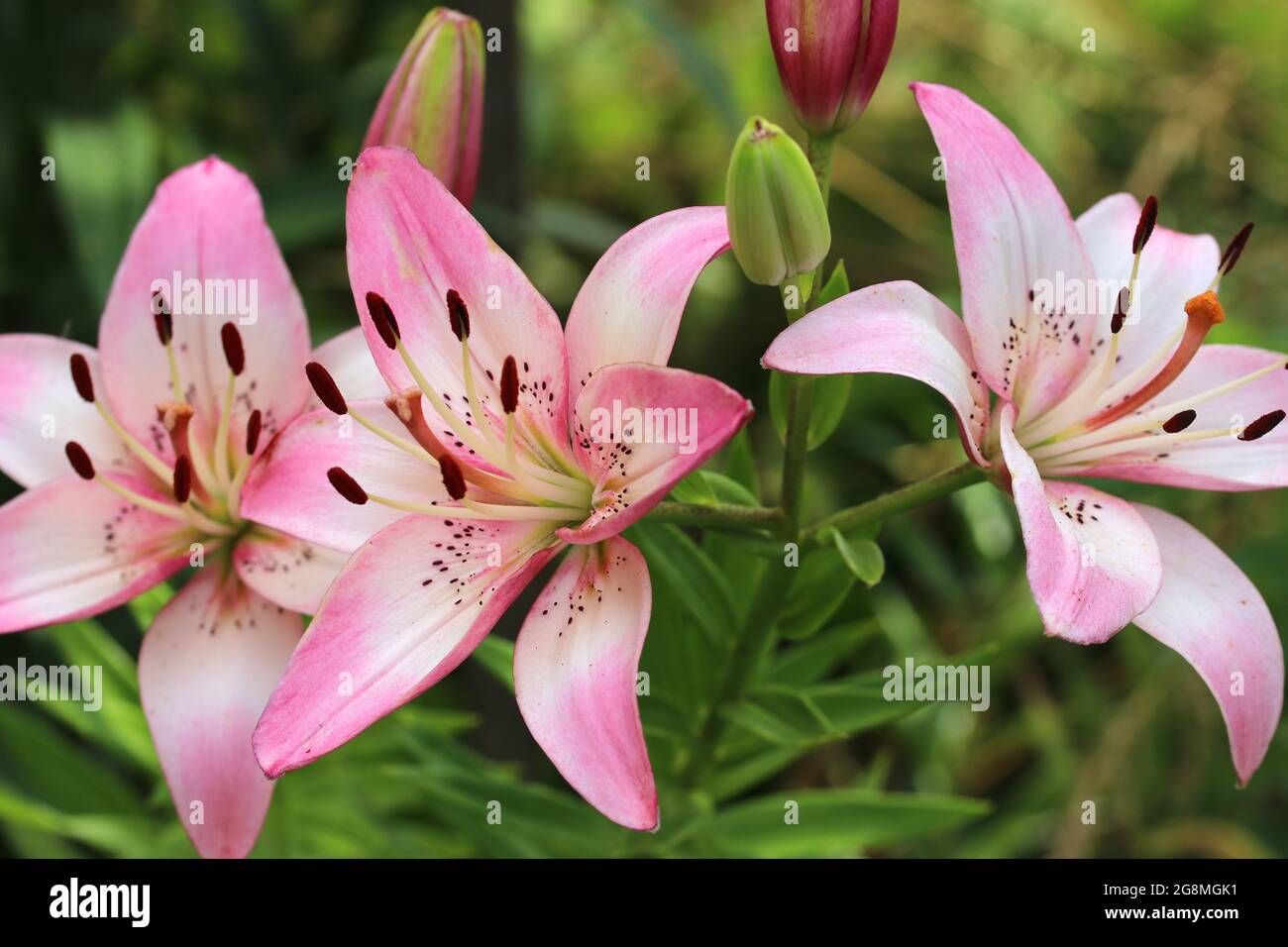 Nénuphar blanc-rose sur fond flou. Lilium. Banque D'Images