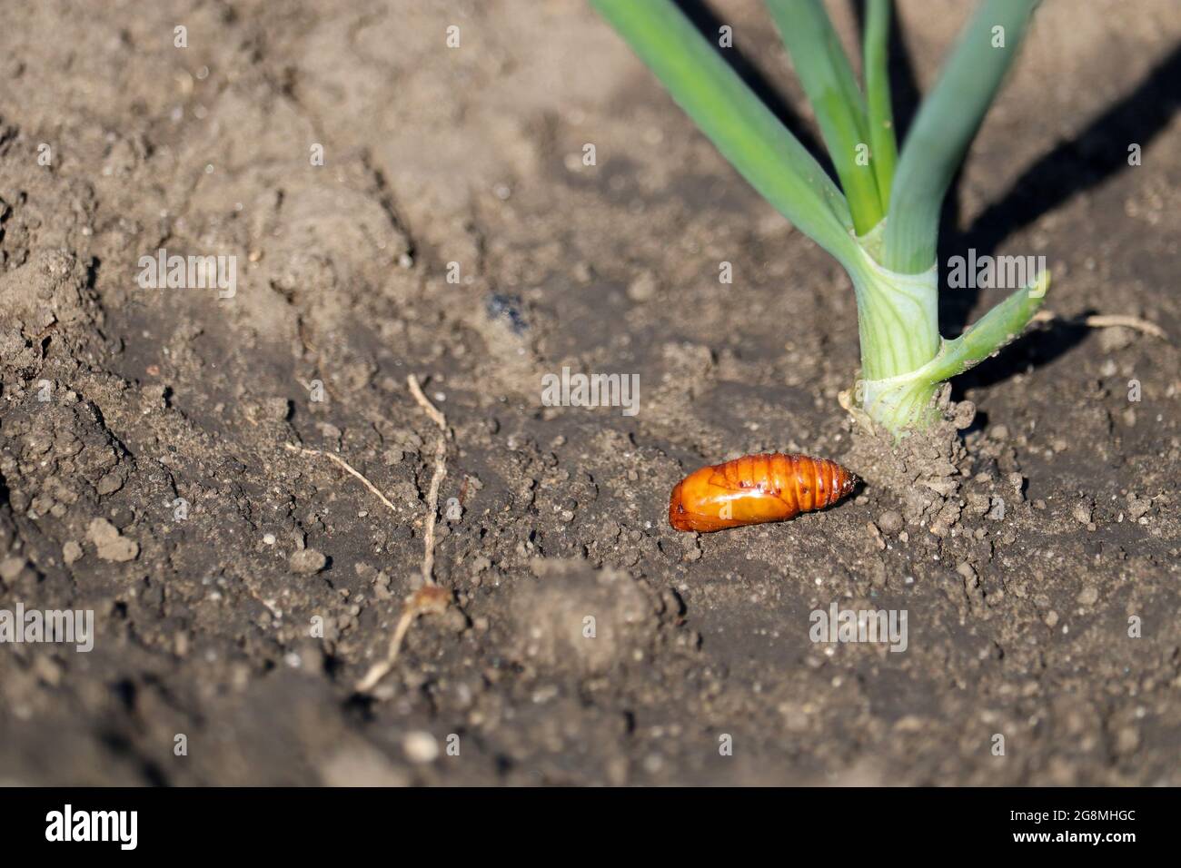 Сhrysalis d'une teigne de Turnip ou dart de Turnip (Agrotis segetum) sur le sol du jardin. Lepidoptera, Noctuidae. Ravageurs agricoles. Banque D'Images