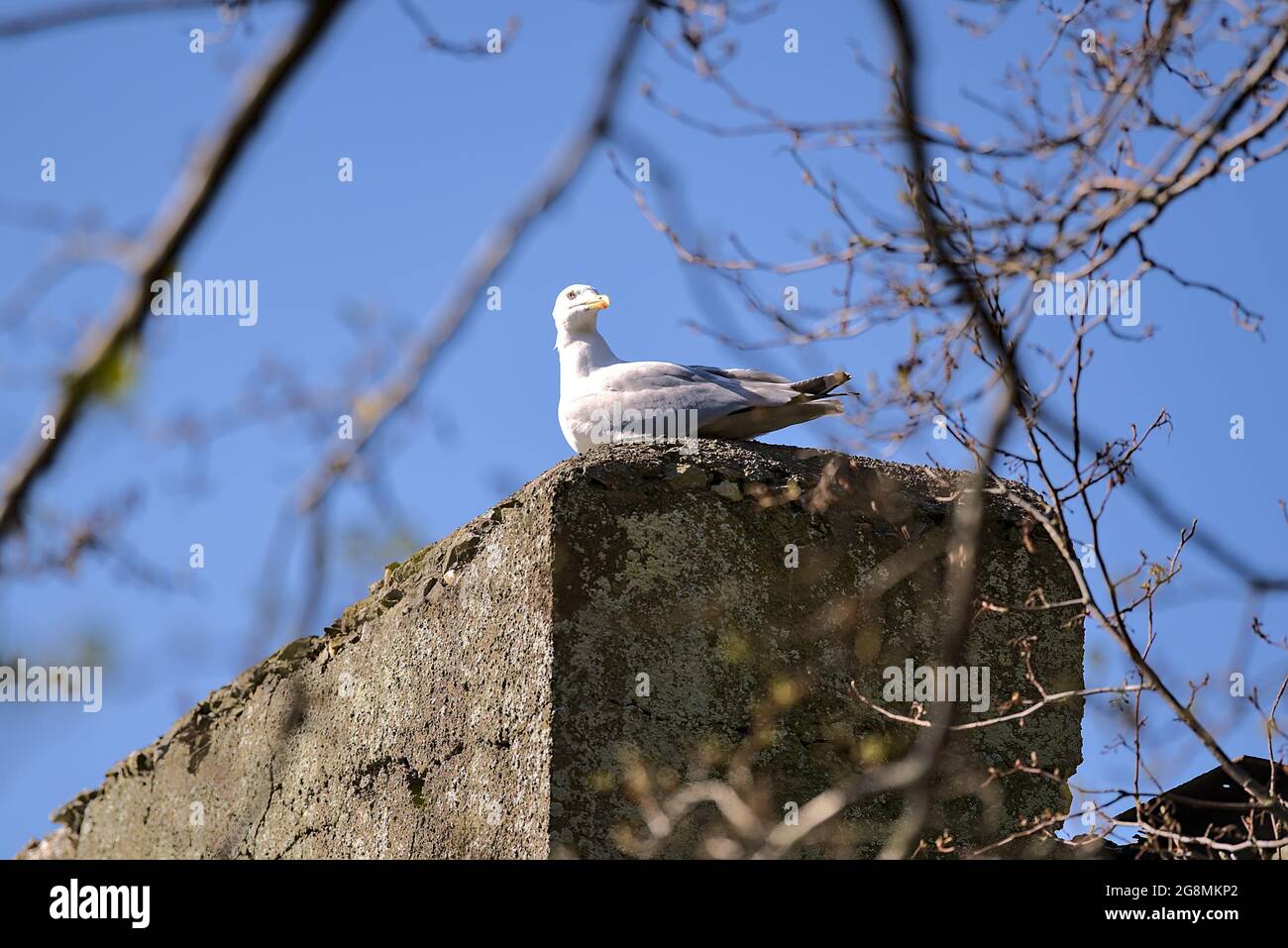 Belle vue lumineuse d'une seule grande guette commune de mer (Larus canus) assis et reposant sur un bâtiment en béton vu à travers la branche d'arbre près du lac dans Comment Banque D'Images