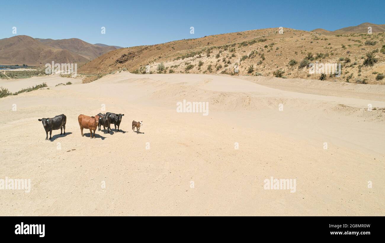 vaches se déplaçant dans le sable dans un petit groupe Banque D'Images