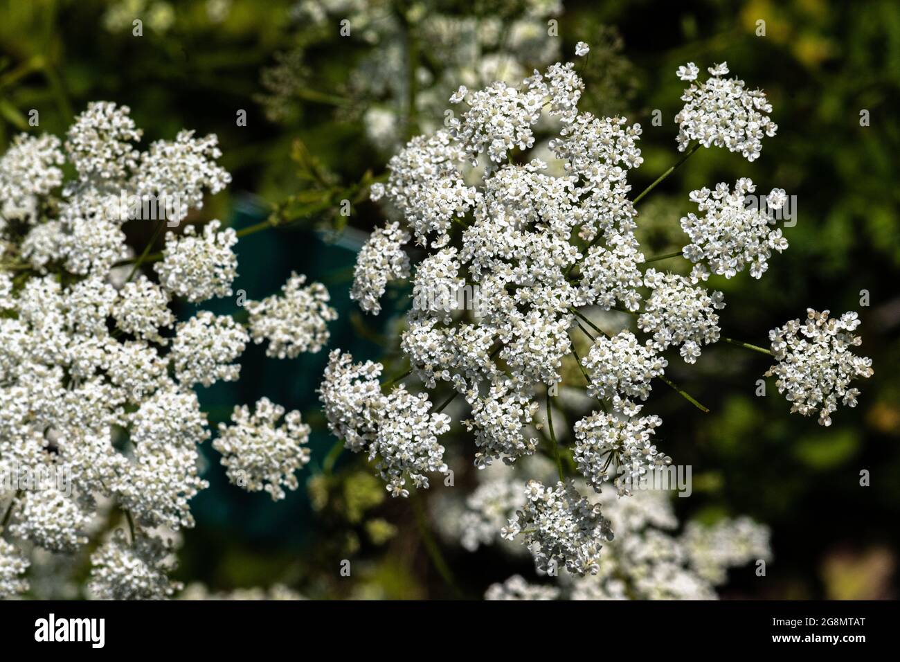 Fleurs d'anis, d'anis ou d'Anix (Pimpinella anisum) Banque D'Images