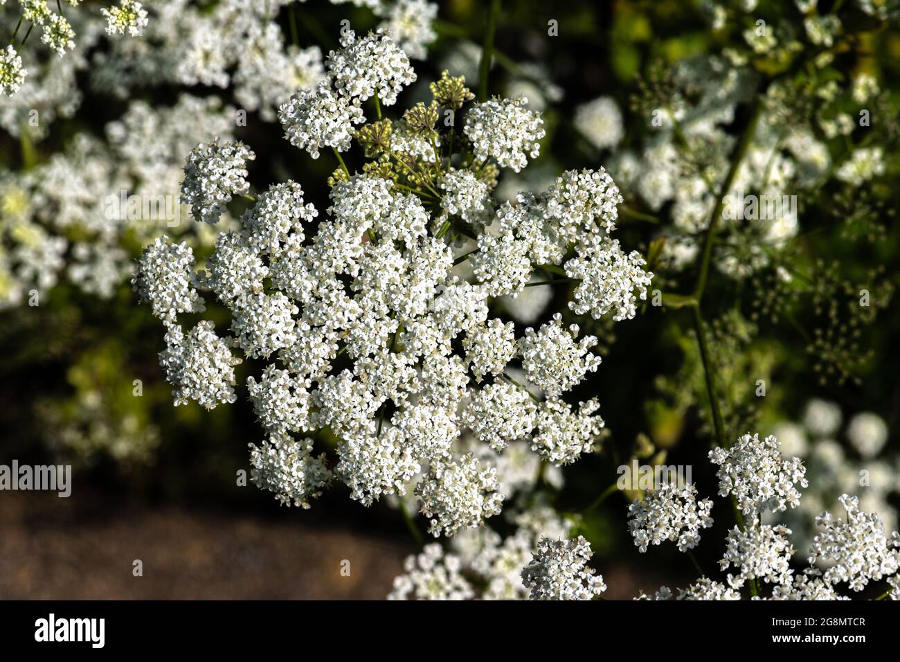 Fleurs d'anis, d'anis ou d'Anix (Pimpinella anisum) Banque D'Images