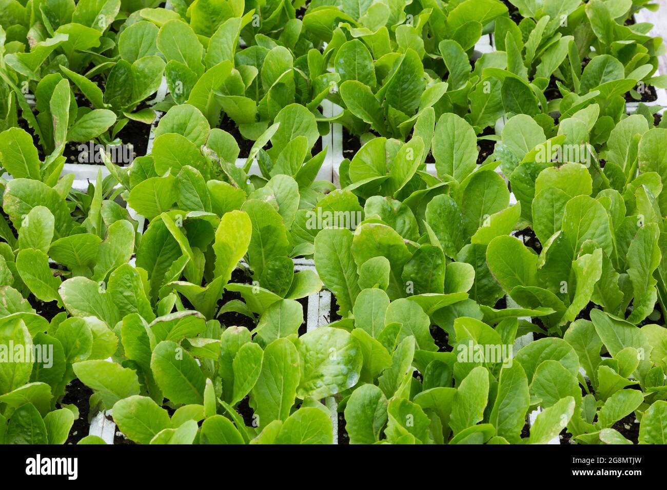 Lactuca sativa - les plants de laitue poussent dans des contenants de mousse de polystyrène blanche Banque D'Images