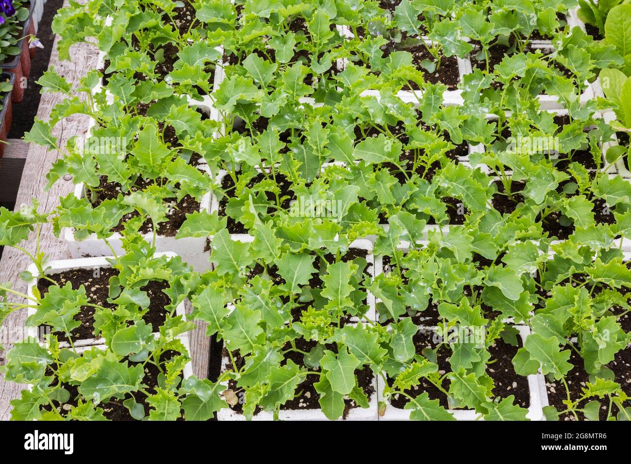 Brassica oleracea - Kale poussant dans des récipients de styromousse blanc Banque D'Images