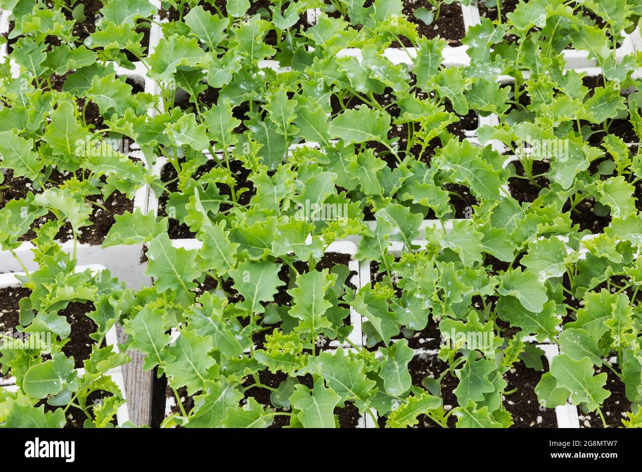 Brassica oleracea - Kale poussant dans des récipients de styromousse blanc Banque D'Images