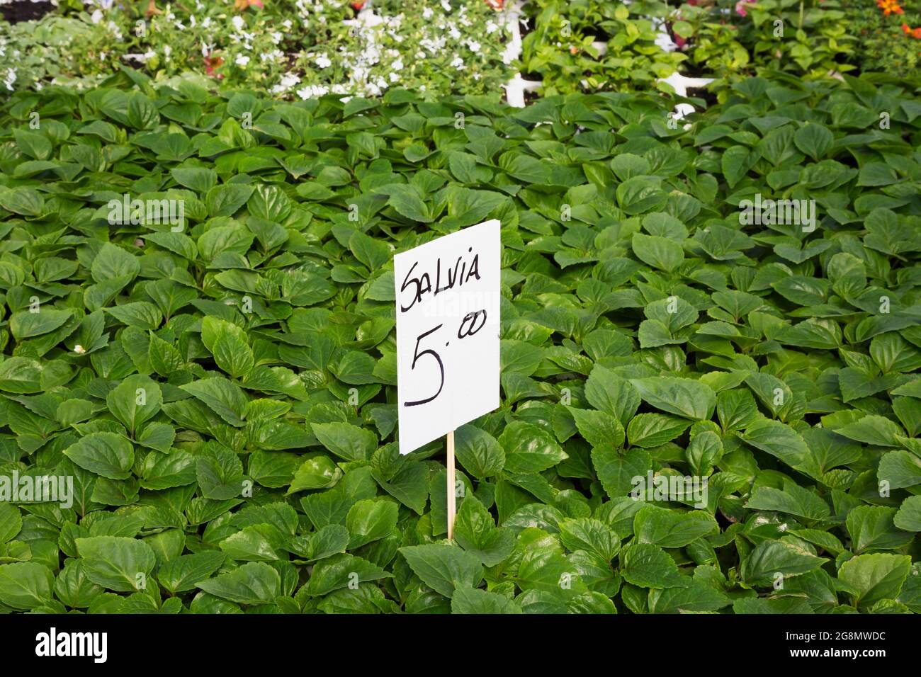 Signe manuscrit avec marqueur noir pour Salvia - plantes de Sage en vente pour cinq dollars à l'intérieur d'une serre Banque D'Images