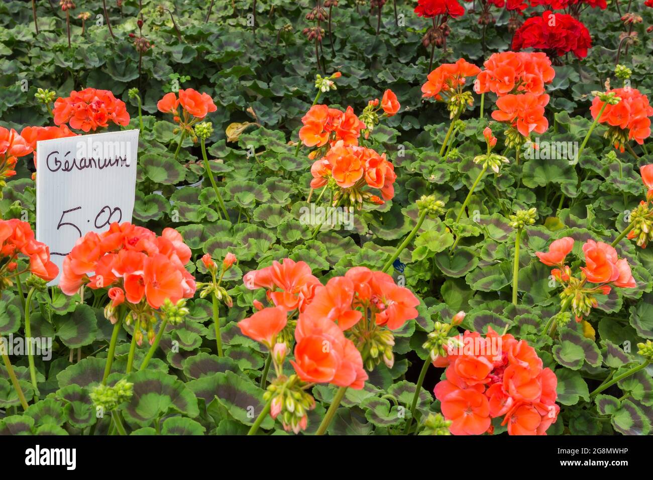 Signe manuscrit de langue française pour Pelargonium - Geranium fleurs en vente pour cinq dollars à l'intérieur d'une serre. Banque D'Images