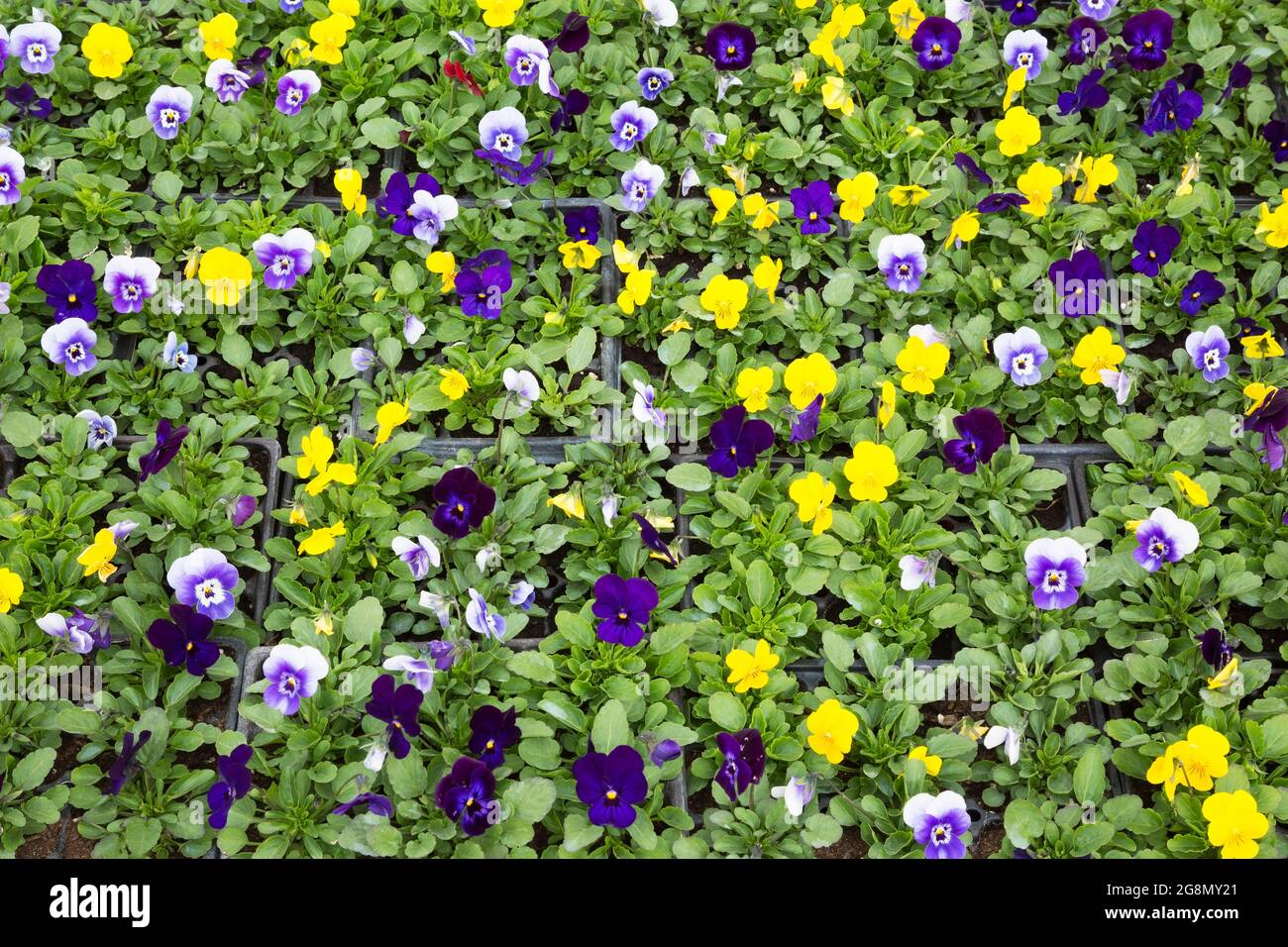 Jaune, bleu et violet Viola - Violet fleurs croissant dans des contenants chez un cultivateur de fleurs Banque D'Images