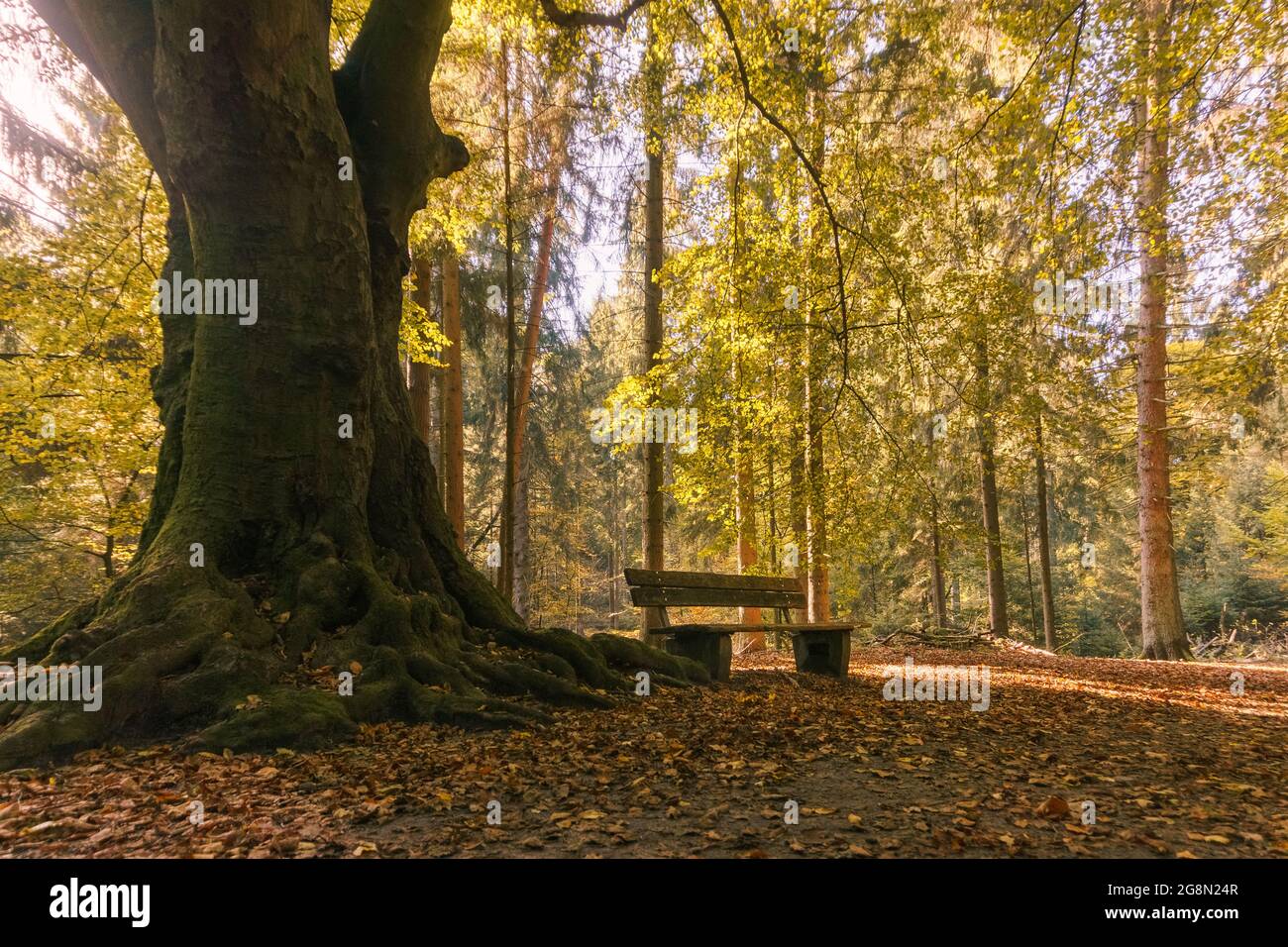 Banc vide dans la forêt de Teutoburger avec de belles couleurs de feuilles à l'automne près de Detmold, Allemagne Banque D'Images