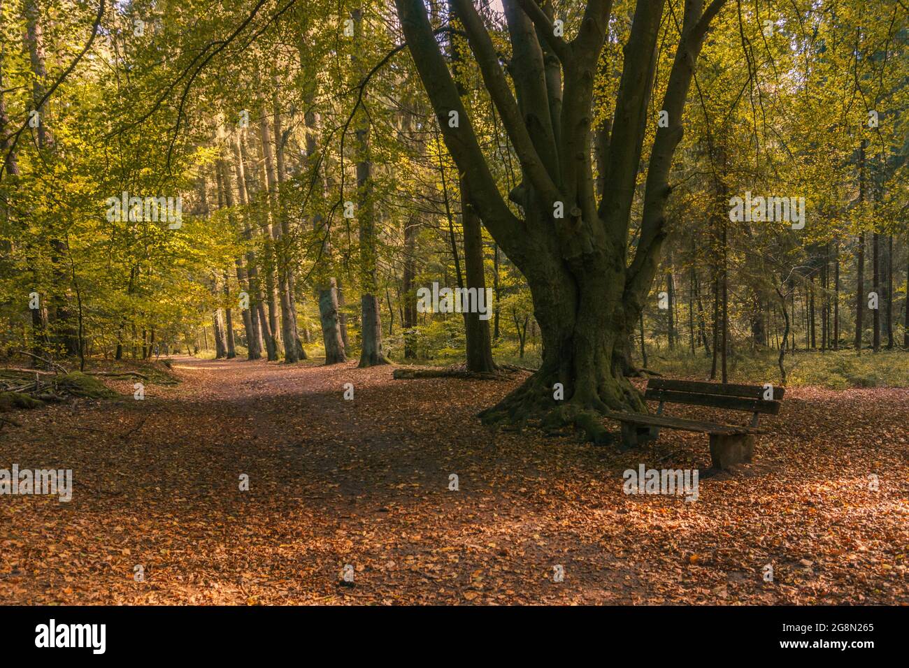 Banc vide dans la forêt de Teutoburger avec de belles couleurs de feuilles à l'automne près de Detmold, Allemagne Banque D'Images