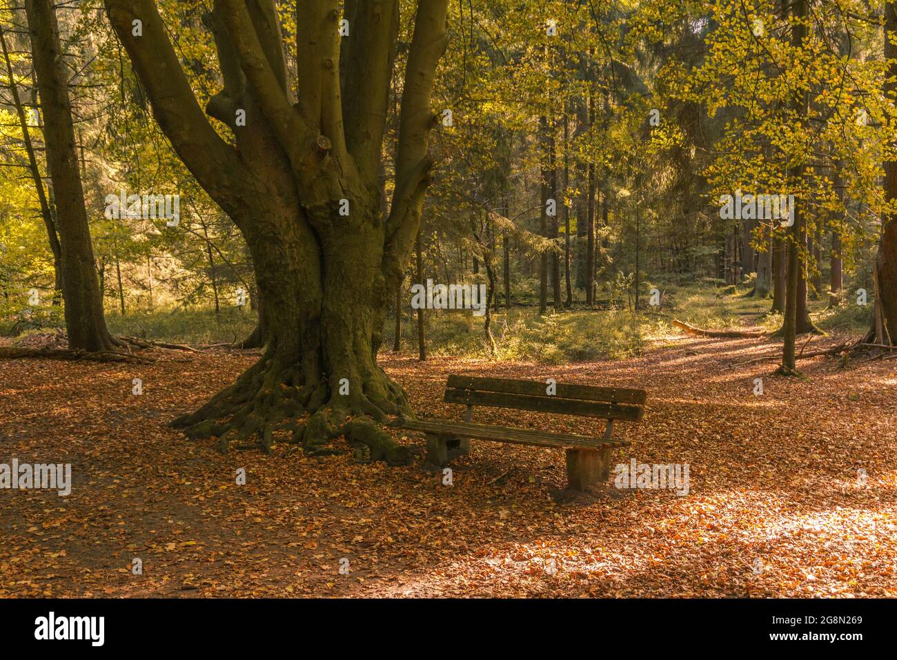 Banc vide dans la forêt de Teutoburger avec de belles couleurs de feuilles à l'automne près de Detmold, Allemagne Banque D'Images