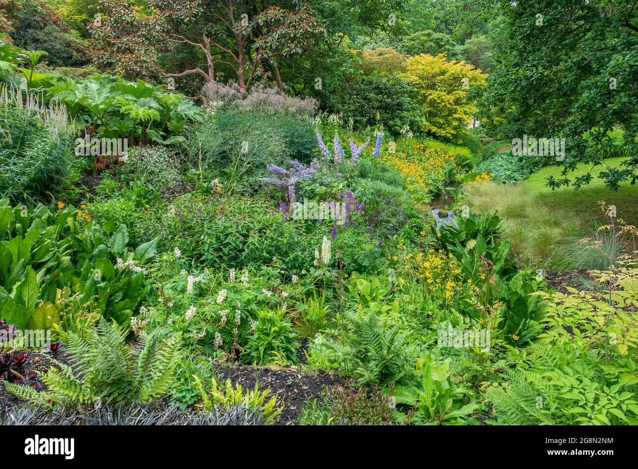 Bordure de fleurs mixtes, fougères, ruisseau, arbres, Gunnera Banque D'Images