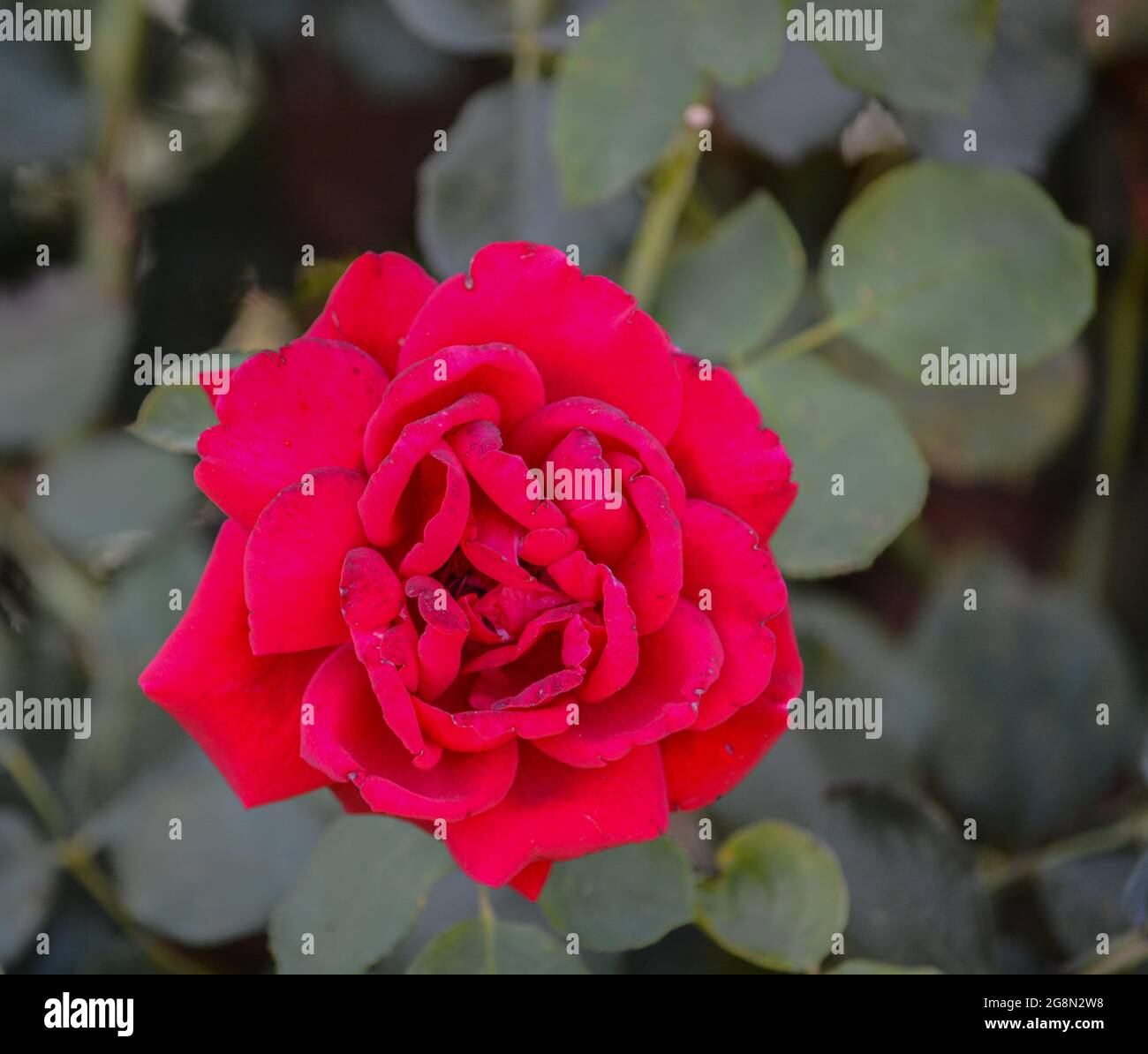 Magnifique Red Rose dans la vallée de la rivière Santa Clara, Fillmore, Californie Banque D'Images