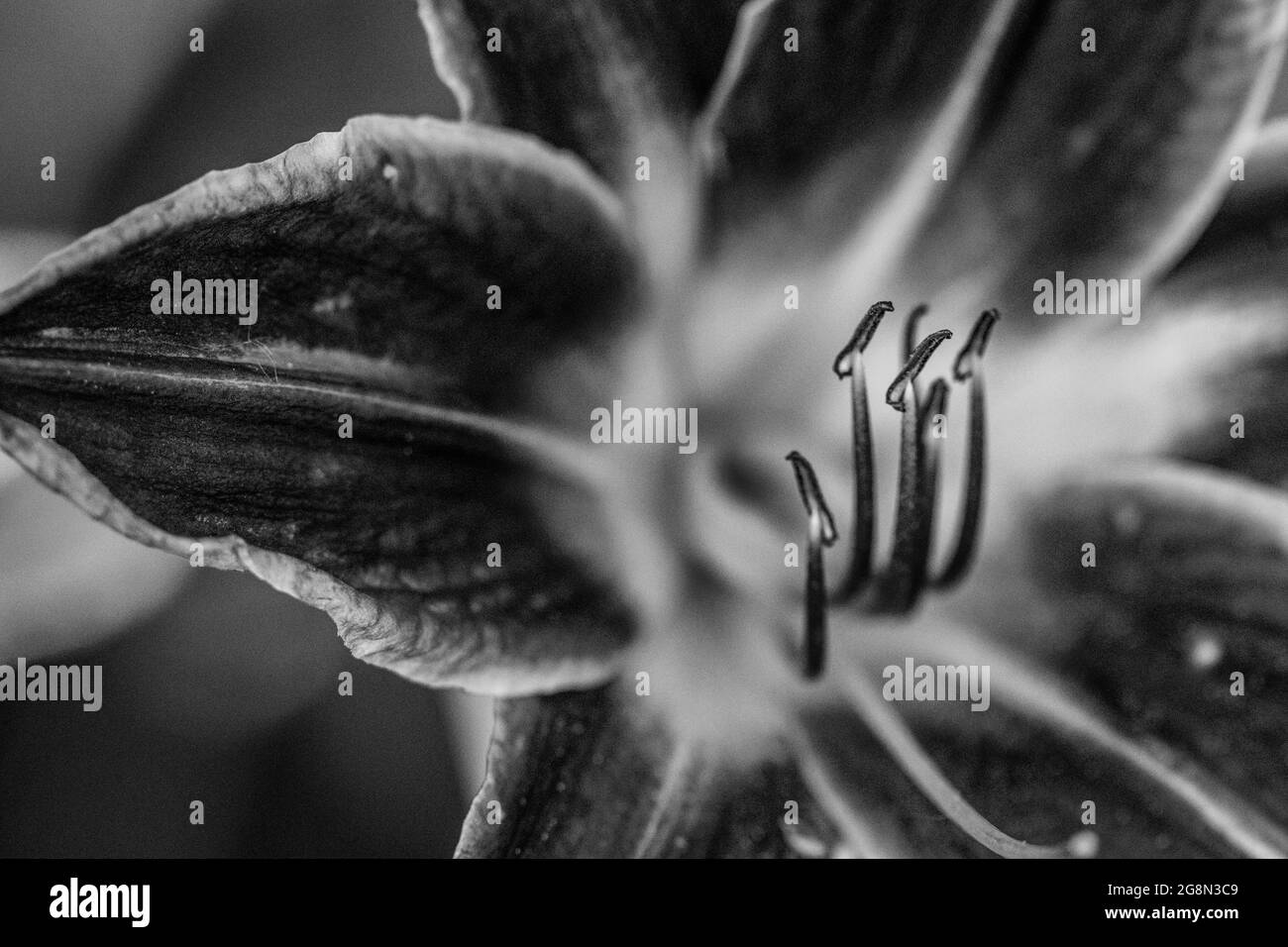 Gros plan de la pleine fleur des lys de jour photo noir et blanc. Photo de haute qualité Banque D'Images