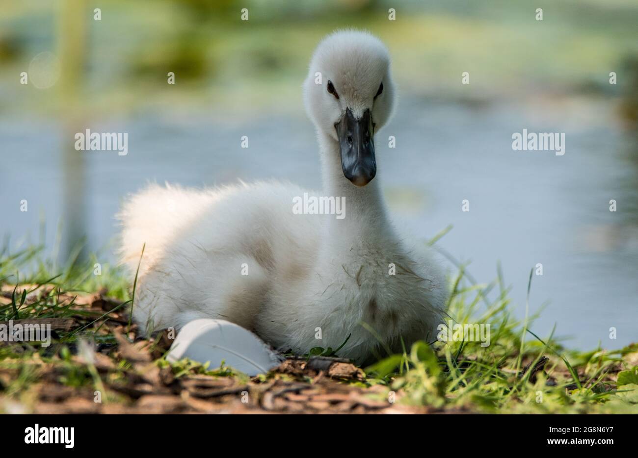 Gros Plan Du Bebe Cygnet Reposant Sur Le Sol Photo Stock Alamy