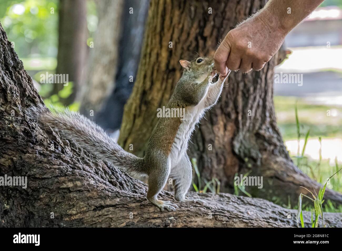 Homme nourrissant à la main l'écureuil gris de l'est (Sciurus carolinensis) au parc Meeks de Blairsville, en Géorgie. (ÉTATS-UNIS) Banque D'Images