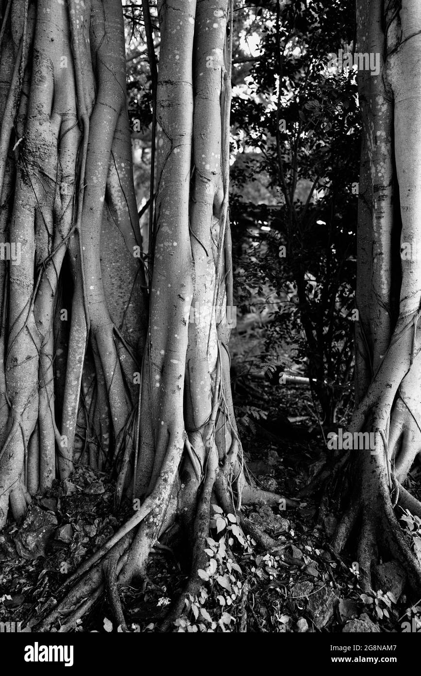 Forêt avec Vines de Fig de Stronger (noir et blanc) Banque D'Images