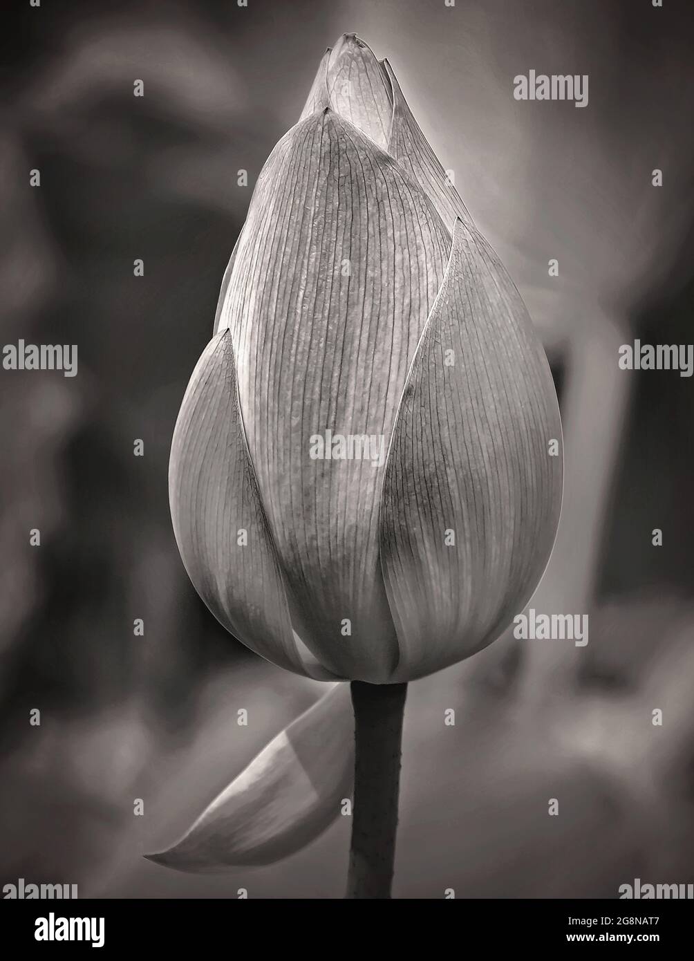 Un bourgeon de lotus (Nelumbo nucifera) fleurit dans le jardin japonais de Charles Wood, le 20 juillet 2021, à Mobile, Alabama. Banque D'Images