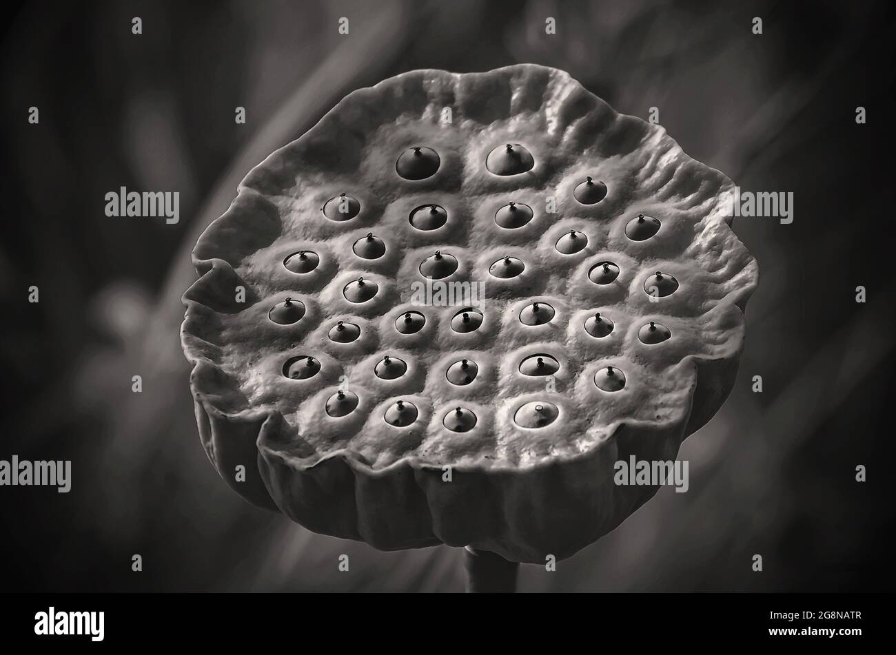 Têtes De Graines De Lotus (Nelumbo Nucifera) Flottant Sur Un étang Dans Un Jardin à Arashiyama