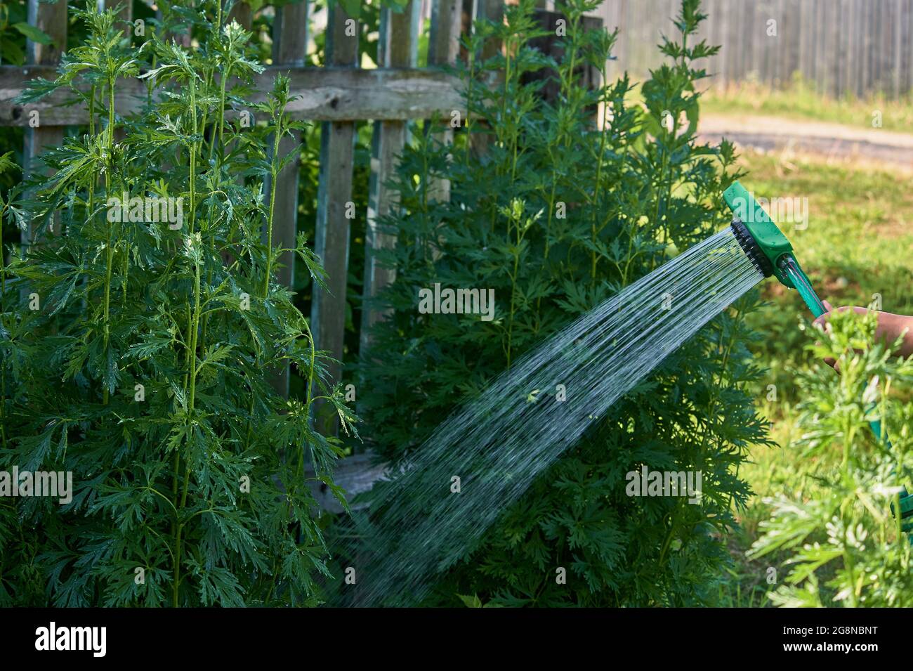 arrosage des plantes à la chaleur à l'aide d'un tuyau Banque D'Images