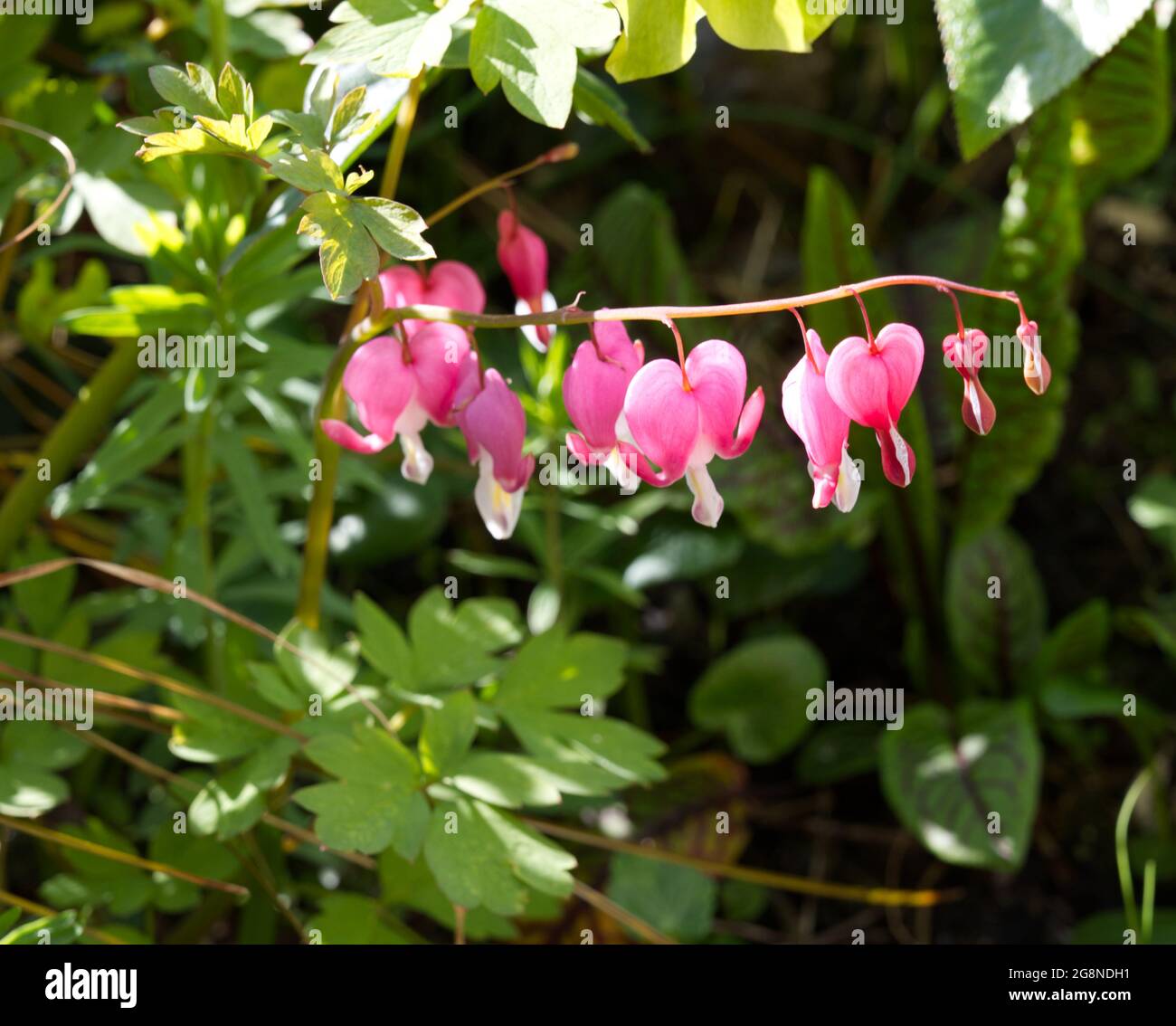 Pink Lamprocapnos spectabilis, Dicentra, fleurs de coeur de saignement dans un jardin de printemps UK avril Banque D'Images