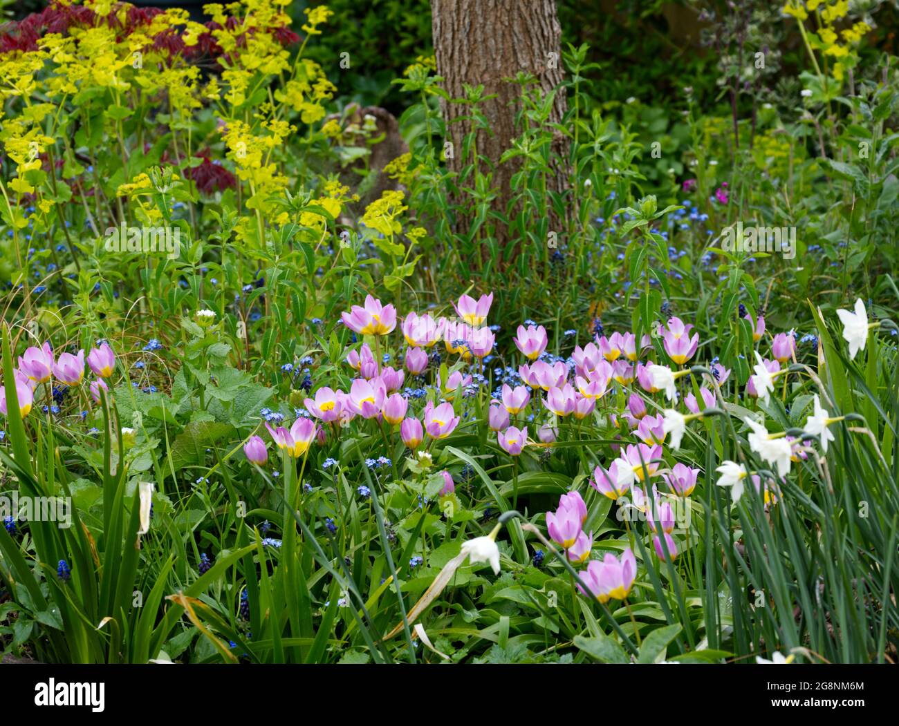 Smyrnium perfoliatum, tulipe bakeri merveille lilas et jonquille Thalia dans un jardin de printemps UK avril Banque D'Images