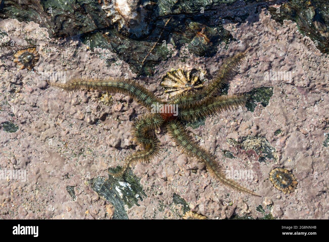 Common Brittlestar ; Ophiothrix fragilis ; Royaume-Uni Banque D'Images
