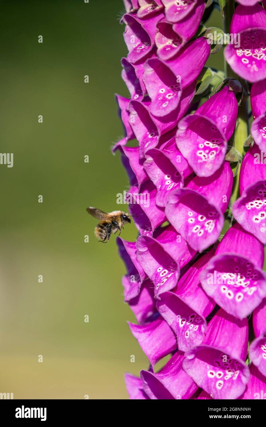 Abeille carde commune; Bombus pascuorum; on Foxglove flower; UK Banque D'Images