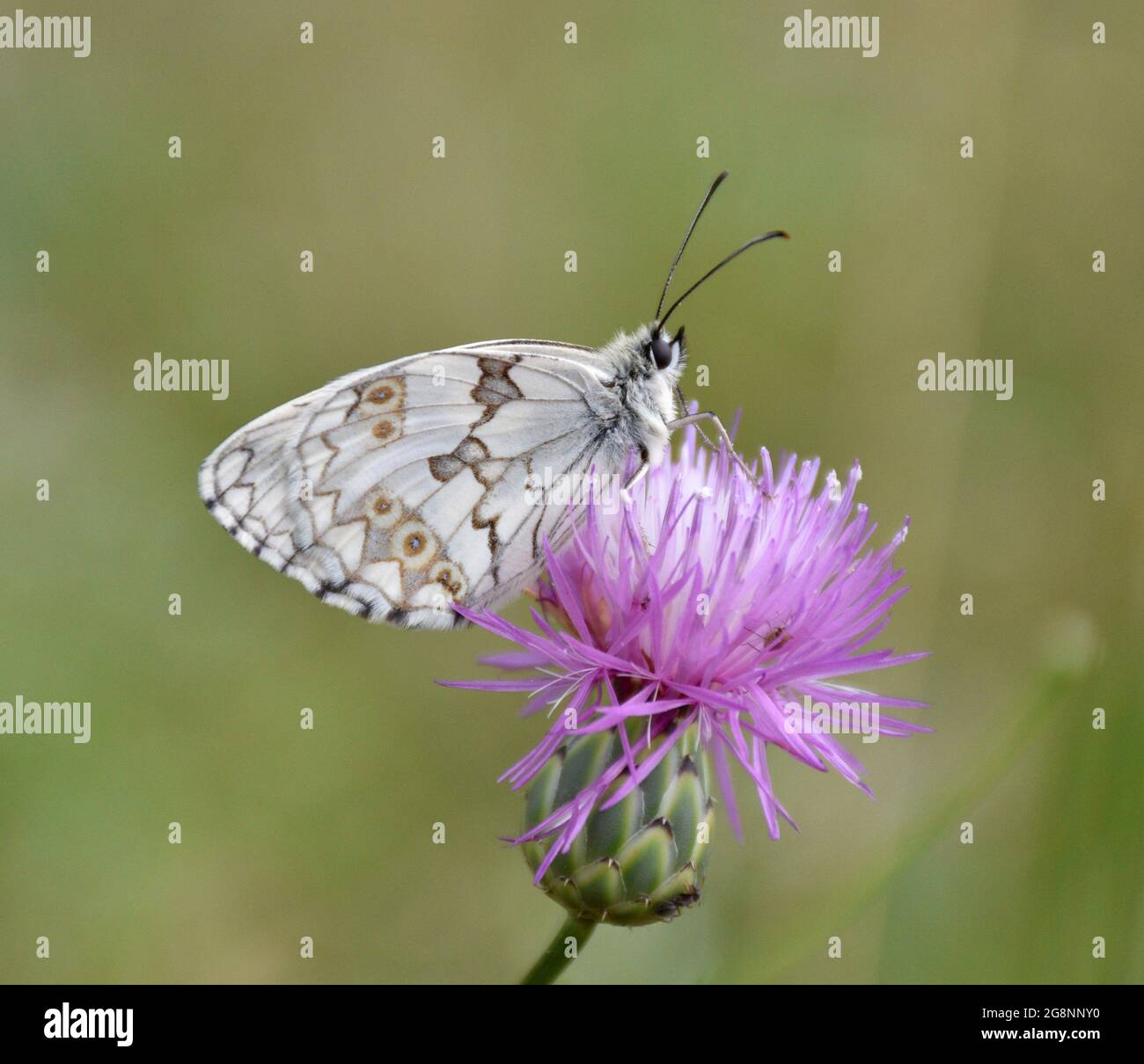 Lepidoptera Melanargia lachesis perchée sur une fleur de chardon. Vue latérale de la moitié ibérique communément appelée deuil. Banque D'Images