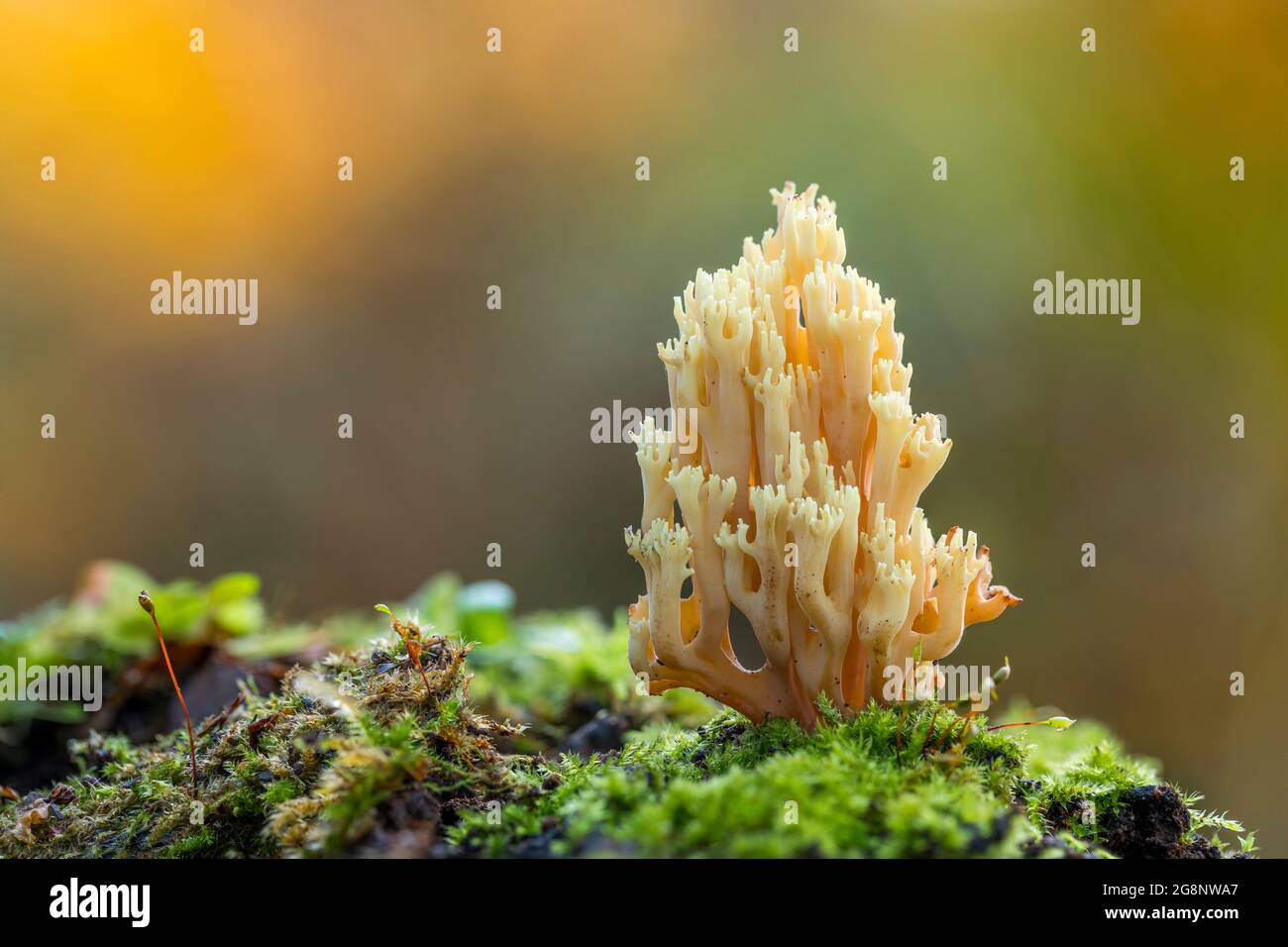 Champignon de corail doré; Ramaria aurea; Royaume-Uni Banque D'Images