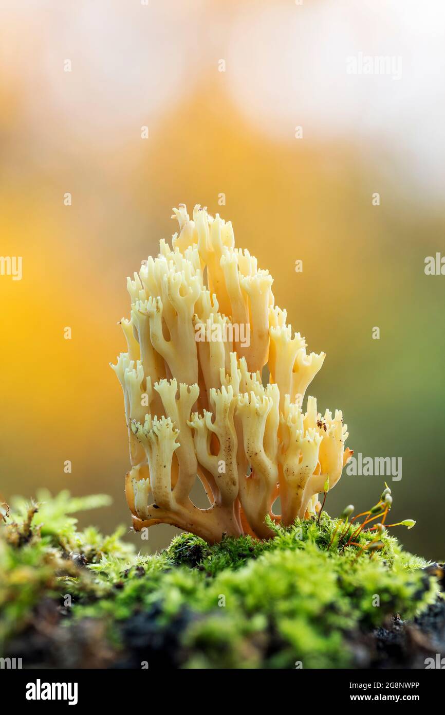 Champignon de corail doré; Ramaria aurea; Royaume-Uni Banque D'Images