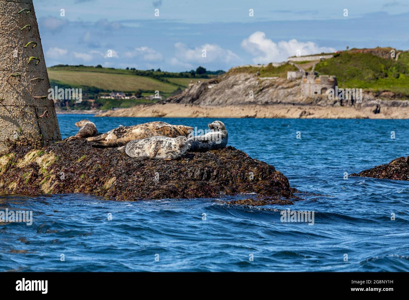 Phoque gris; Halichoerus grypus; Rock noir; Falmouth; Cornwall; ROYAUME-UNI Banque D'Images