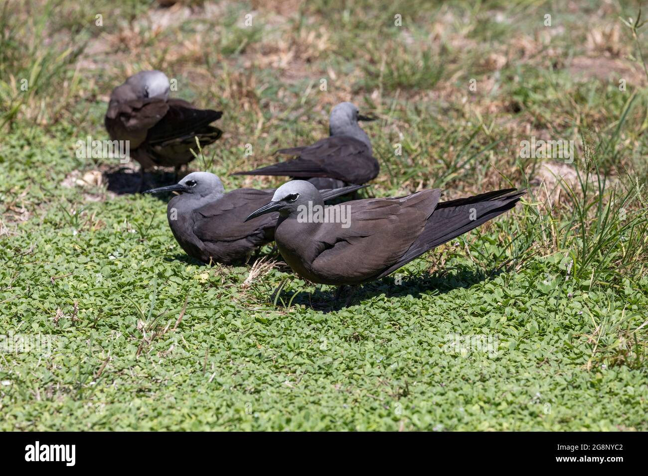 Moins; tenuirostris anous; et Brown; stolidus anous; noddies; Seychelles Banque D'Images