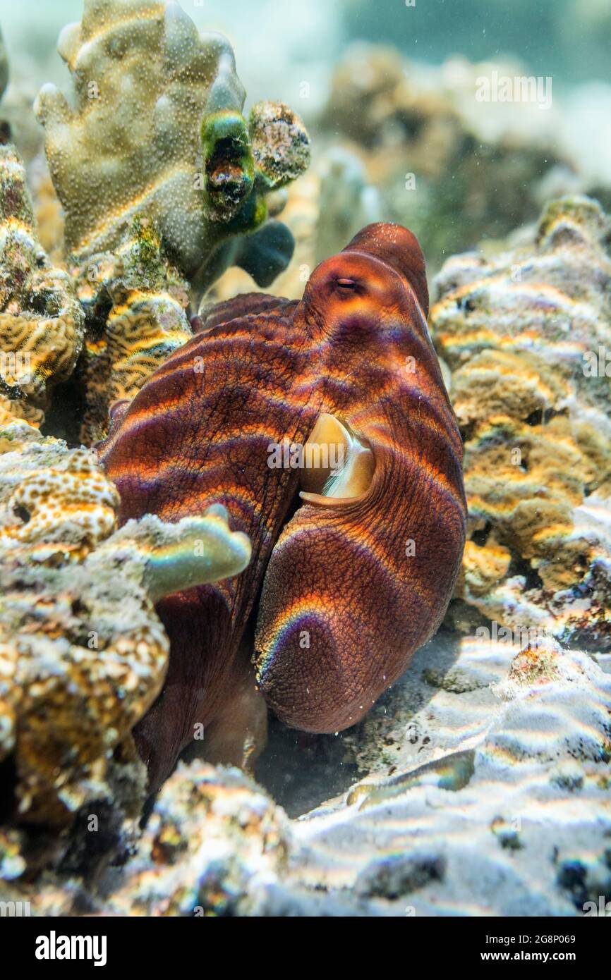 Octopus commun; Octopus vulgaris; Maldives Banque D'Images
