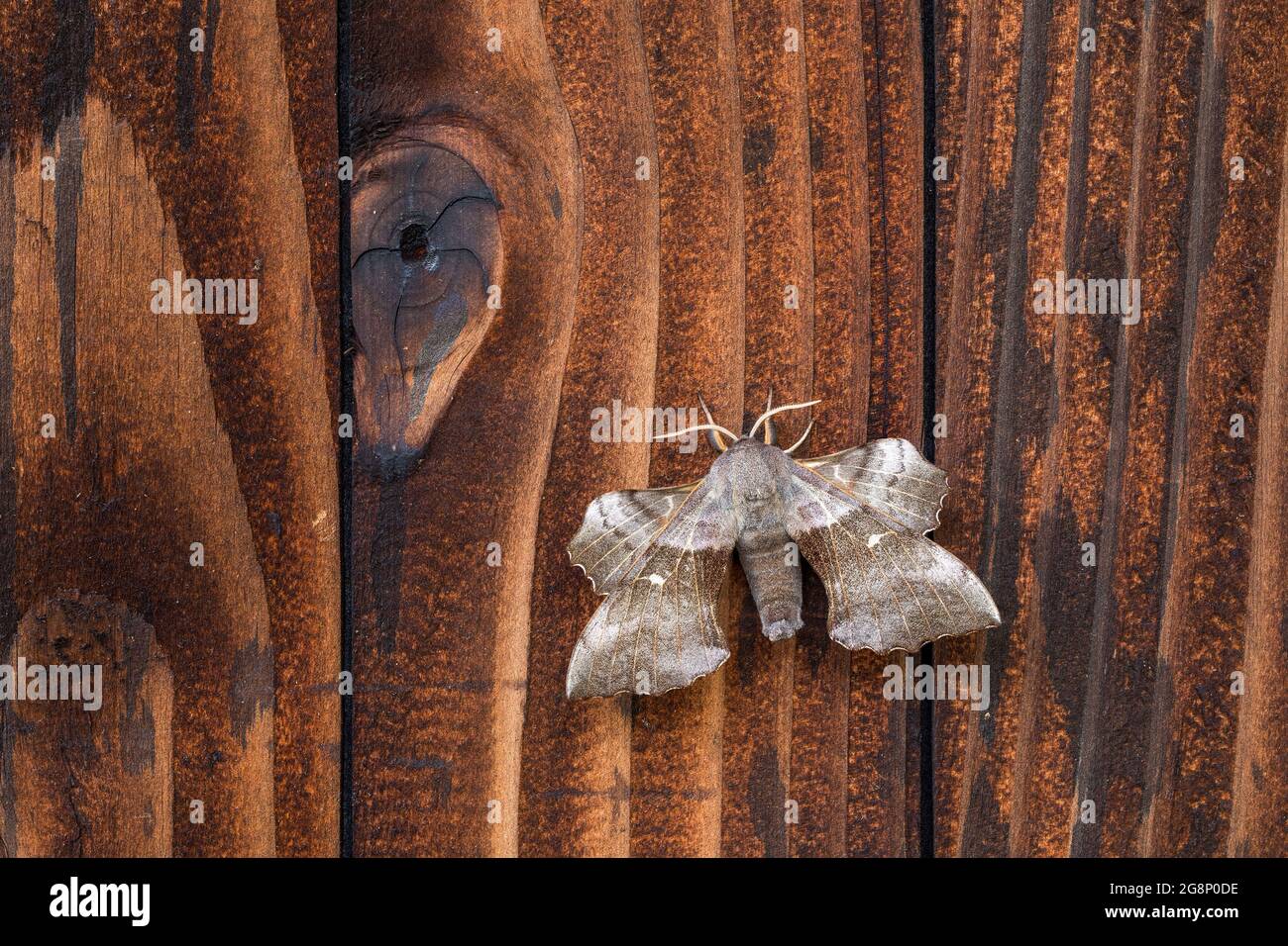 Peuplier Hawk-Moth ; Laothoe populi ; on Wooden Door ; Royaume-Uni Banque D'Images