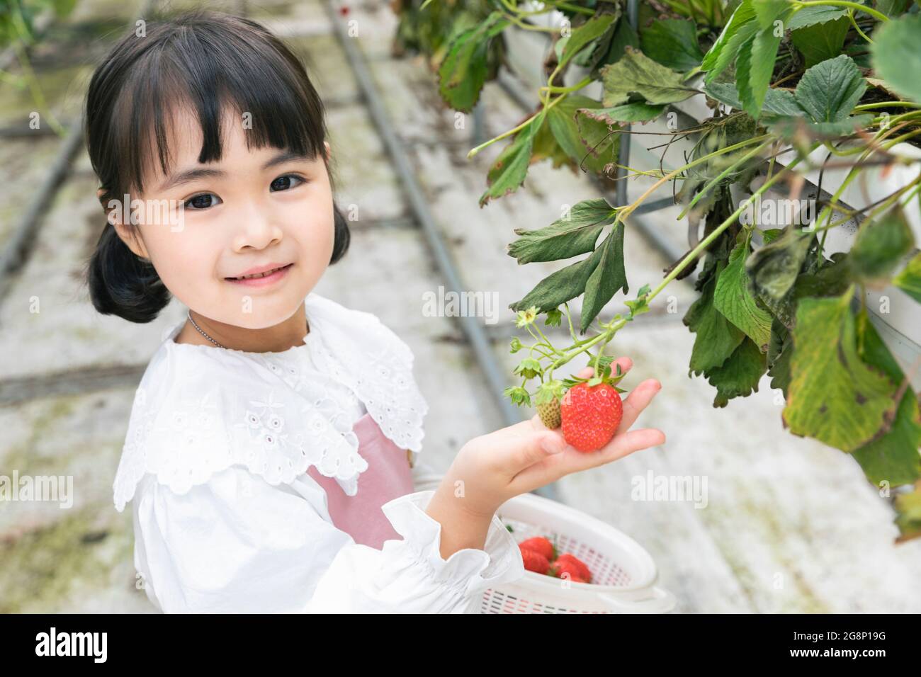 Bonne fille asiatique avec fraise dans la ferme Banque D'Images