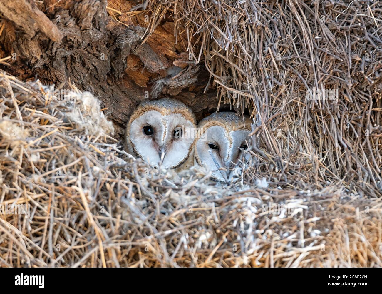 Hiboux immature dans un nid fait dans un grand nid d'oiseau de Weaver dans la savane de kalahari Banque D'Images