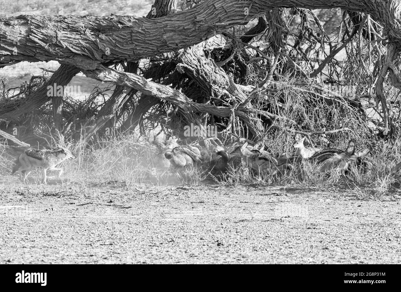 Les chacals à dos noir à une antilope savane africaine dans le sud de la carcasse Banque D'Images